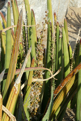 Sansevieria pearsonii