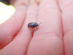 Armadillidium vulgare