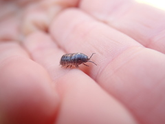Armadillidium vulgare