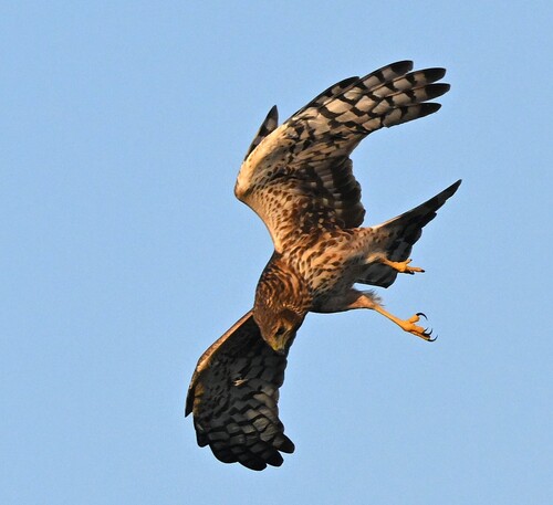 Northern Harrier photographed in Missouri