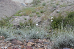 Convolvulus krauseanus