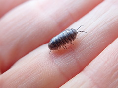 Armadillidium vulgare