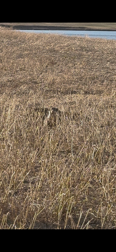 American Badger