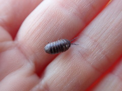 Armadillidium vulgare