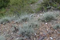 Convolvulus krauseanus