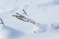 Rhinanthus serotinus