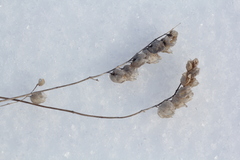 Rhinanthus serotinus