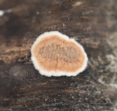 Cylindrobasidium evolvens