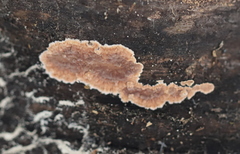 Cylindrobasidium evolvens