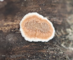 Cylindrobasidium evolvens