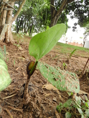 Hymenaea courbaril