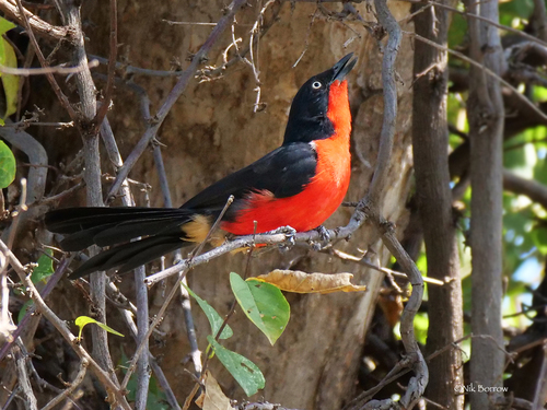 Black-headed Gonolek
