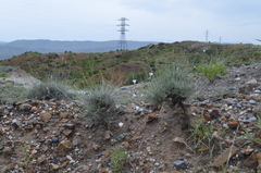 Convolvulus krauseanus