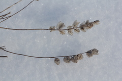 Rhinanthus serotinus