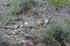 Convolvulus krauseanus