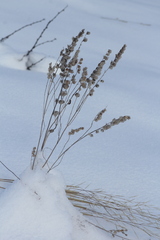 Rhinanthus serotinus