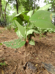 Hymenaea courbaril