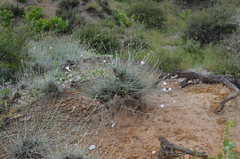 Convolvulus krauseanus