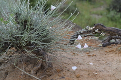 Convolvulus krauseanus