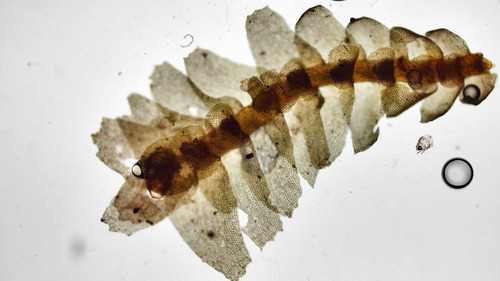 Bazzania didericiana