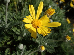 Diptera