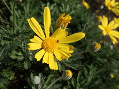 Diptera