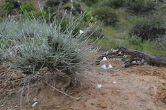 Convolvulus krauseanus