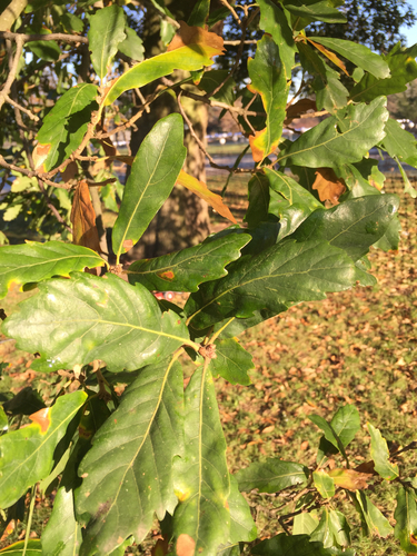 Spanish Oak