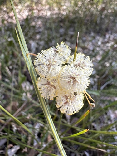 Grass Wattle (Acacia willdenowiana)