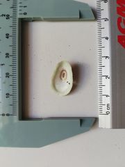 Fissurella microtrema