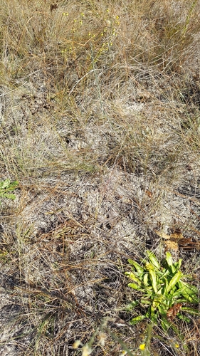 Coastal Lovegrass (Eragrostis refracta)