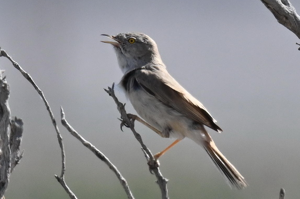 Asian Desert Warbler