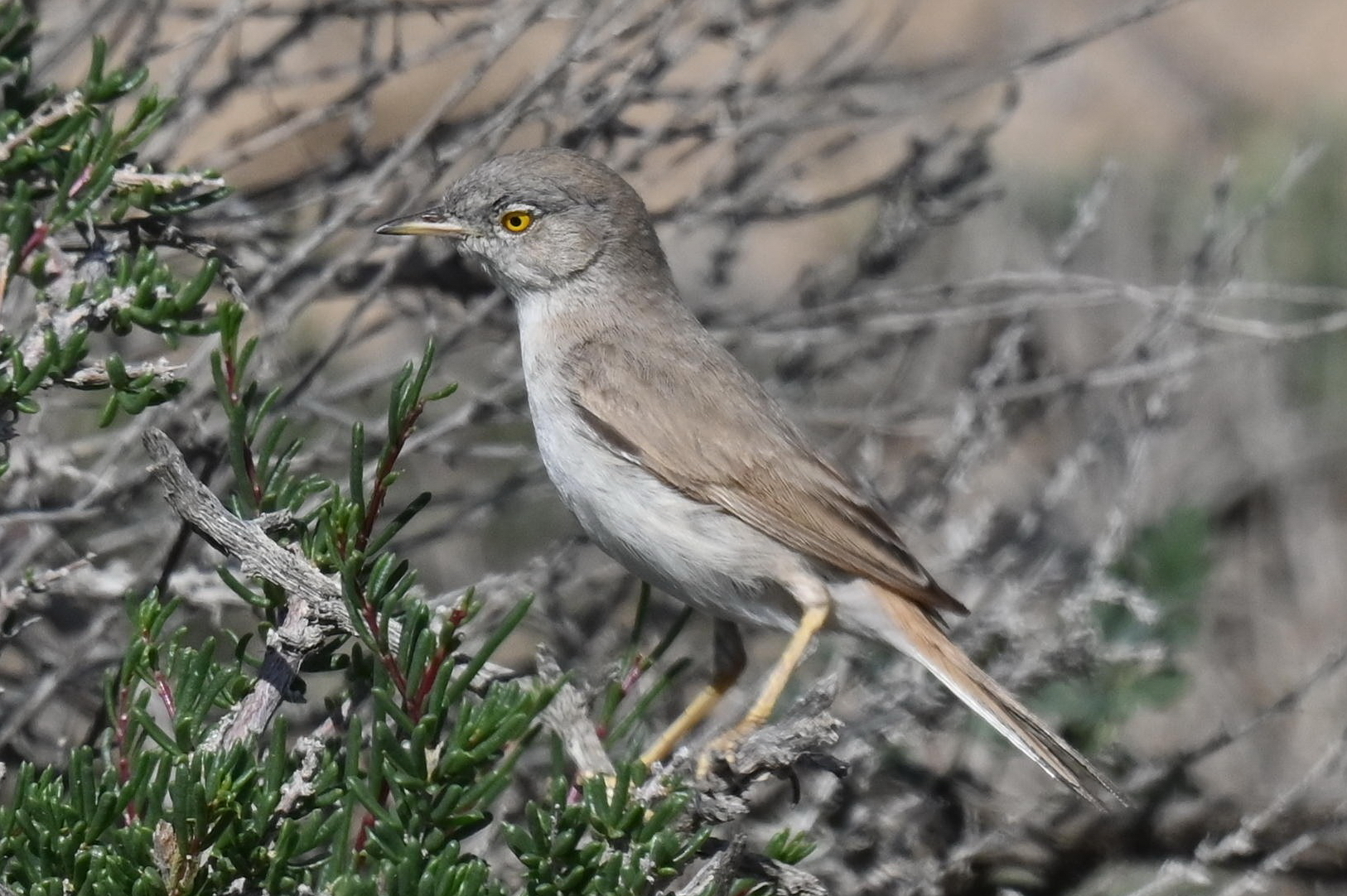 Asian Desert Warbler