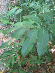 Philaethria dido