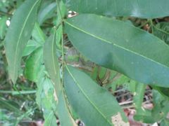 Philaethria dido