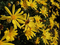 Apis mellifera