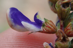 Marina divaricata