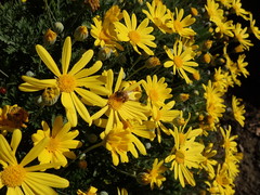 Apis mellifera