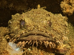 Batrachomoeus dubius