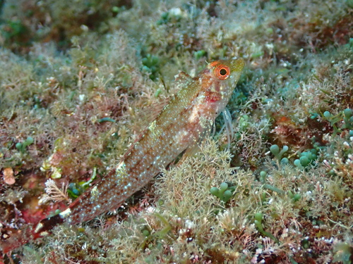 Black faced blenny
