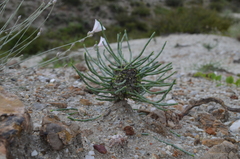 Anabasis truncata