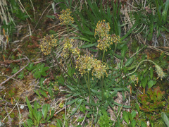 Plantago alpina