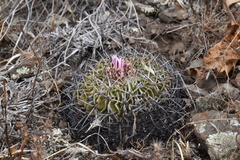 Echinofossulocactus crispatus
