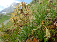 Plantago alpina