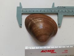 Megapitaria squalida