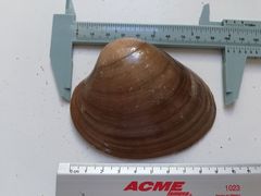 Megapitaria squalida