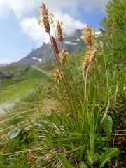 Plantago alpina