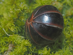 Glomerinae