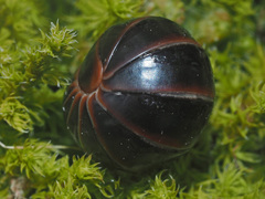 Glomerinae