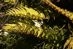 Osmitopsis osmitoides